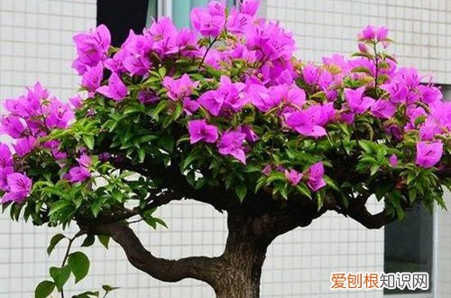 所有的花都需要修剪吗 这几种花别舍不得修剪，越剪花越多！