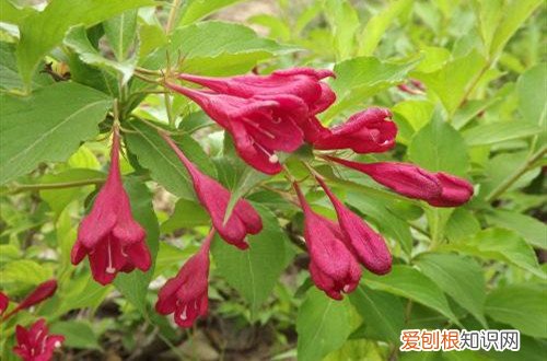 锦带开花能有多长时间 锦带花什么时候可以开花？注意养护细节，花越开越多！