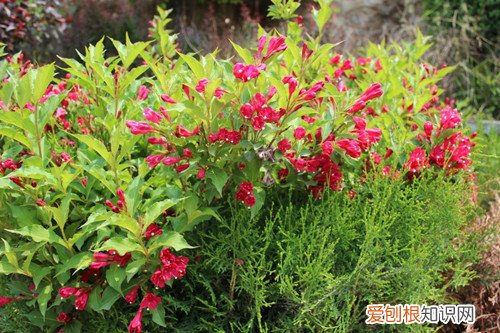 锦带开花能有多长时间 锦带花什么时候可以开花？注意养护细节，花越开越多！