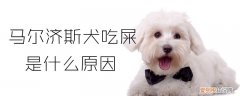 马尔济斯犬吃屎是什么原因，马尔济斯犬吗