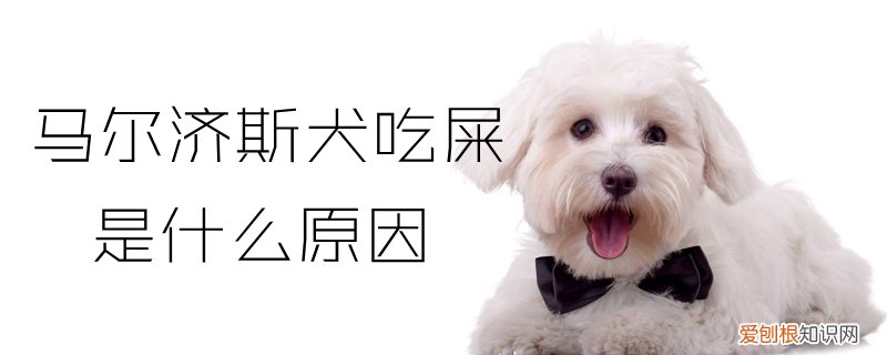 马尔济斯犬吃屎是什么原因，马尔济斯犬吗
