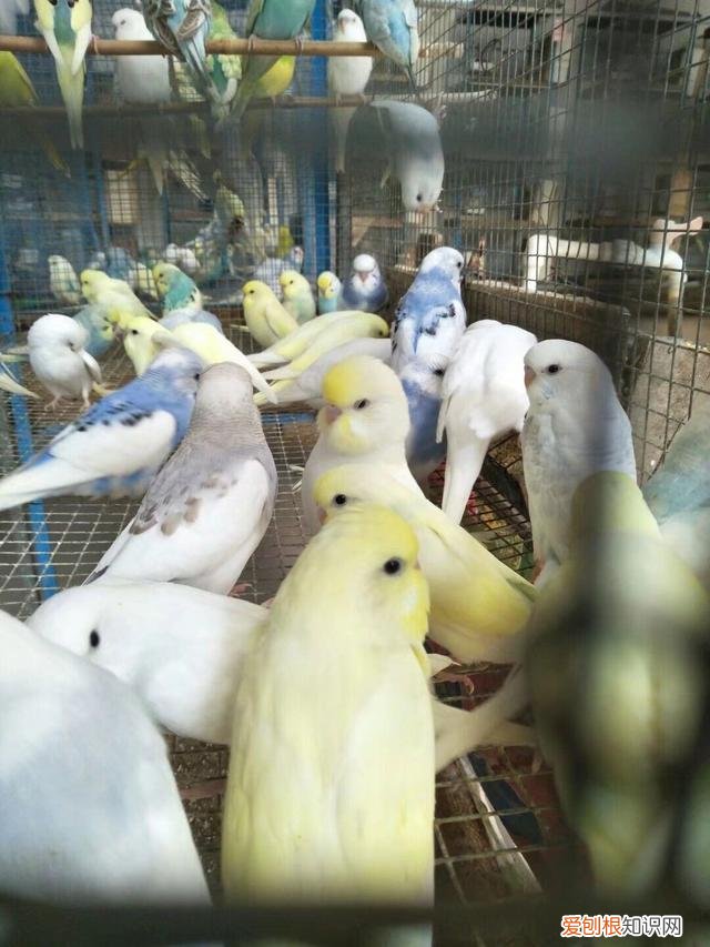 灰机鹦鹉 葵花鹦鹉 金刚鹦鹉你喜欢哪个?如何挑选适合自己的鹦鹉