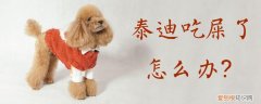 泰迪吃屎了怎么办，泰迪要吃屎怎么办