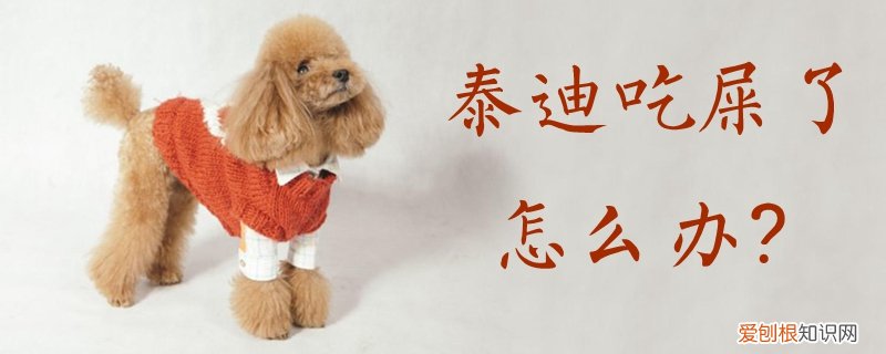 泰迪吃屎了怎么办，泰迪要吃屎怎么办