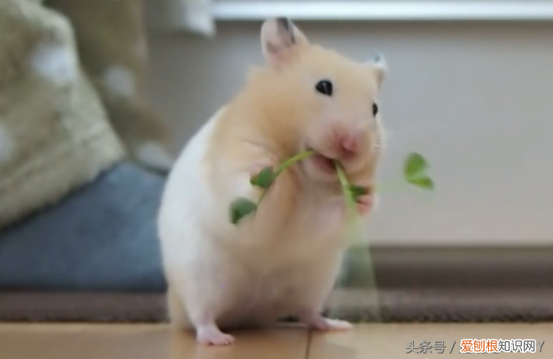 仓鼠喂食什么 ，仓鼠喂他吃什么？