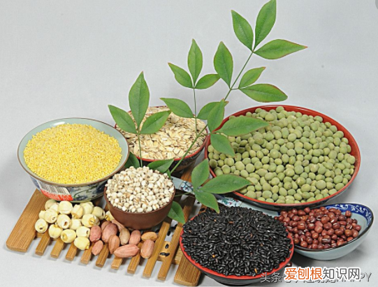 仓鼠喂食什么 ，仓鼠喂他吃什么？