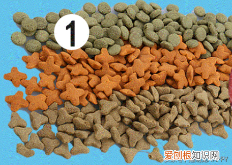 仓鼠喂食什么 ，仓鼠喂他吃什么？