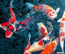 热带鱼还是冷水鱼好养 ，冷水鱼热带鱼哪种好养？