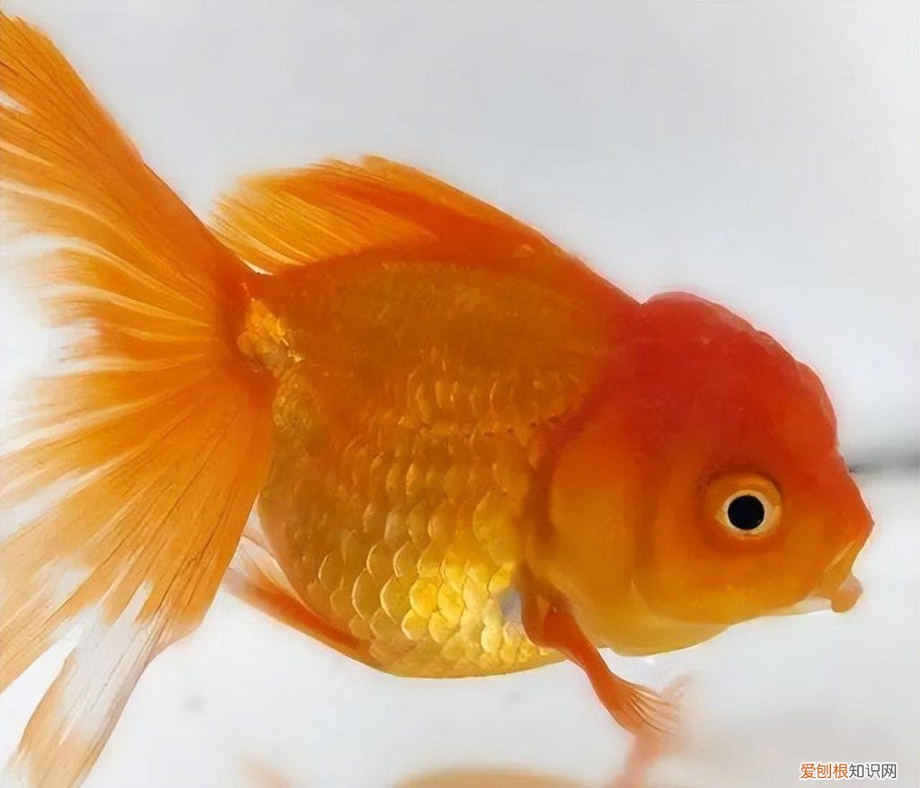 热带鱼还是冷水鱼好养 ，冷水鱼热带鱼哪种好养？