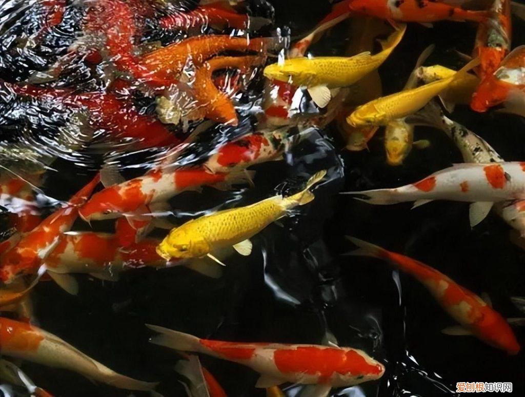 热带鱼还是冷水鱼好养 ，冷水鱼热带鱼哪种好养？