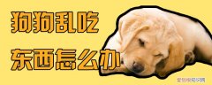 狗狗乱吃东西怎么办，狗狗为什么乱吃东西怎么办