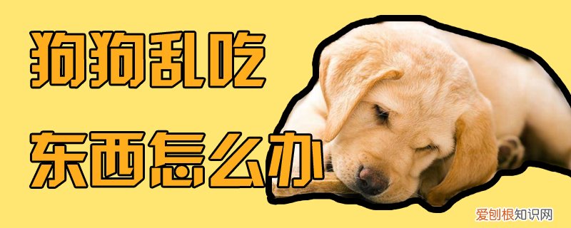 狗狗乱吃东西怎么办，狗狗为什么乱吃东西怎么办