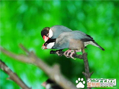 灰文鸟发抖是什么情况 ，灰文鸟吵不吵？