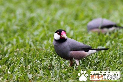 灰文鸟发抖是什么情况 ，灰文鸟吵不吵？