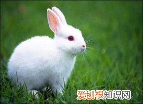 宠物兔是什么兔 ，宠物兔品种介绍？