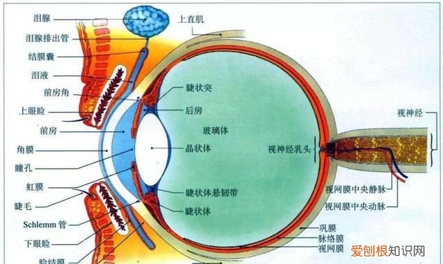 有什么动物可以长时间不眨眼睛的 ，哪些动物不眨眼睛？