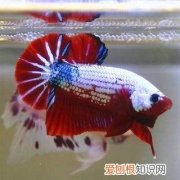 鱼出现水霉病怎么办 ，鱼得了水霉病怎么办?水霉病能自愈吗?？