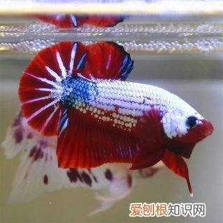 鱼出现水霉病怎么办 ，鱼得了水霉病怎么办?水霉病能自愈吗?？