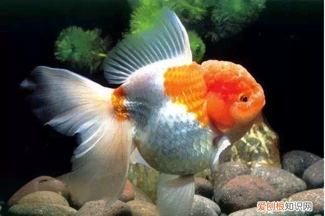 鱼出现水霉病怎么办 ，鱼得了水霉病怎么办?水霉病能自愈吗?？