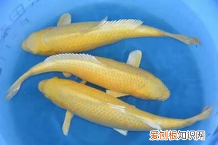鱼出现水霉病怎么办 ，鱼得了水霉病怎么办?水霉病能自愈吗?？