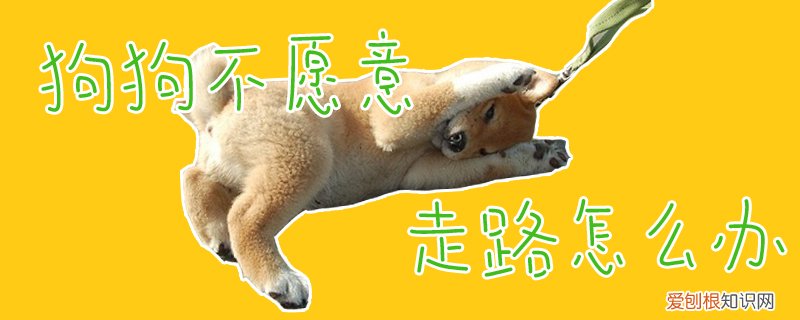 狗狗不愿意走路怎么办,小狗不愿意走路怎么办