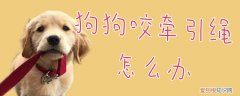 狗狗咬牵引绳怎么办，狗总咬牵引绳怎么办