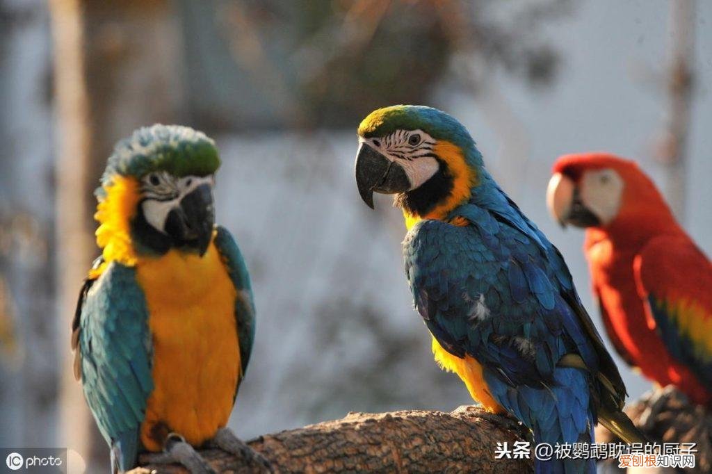 鹦鹉什么时候可以开始教说话 ，鹦鹉多大可以学说话？