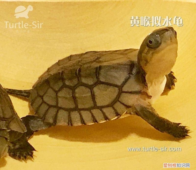 黄喉拟水龟真菌怎么治 ，黄喉龟腐皮能自愈吗？