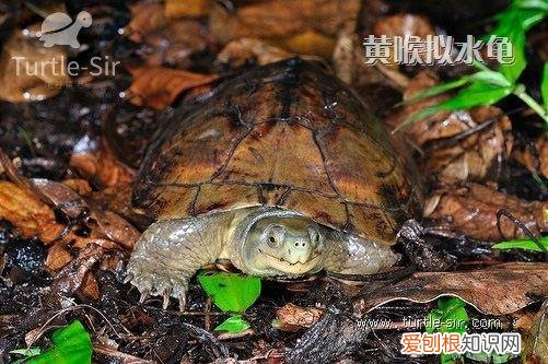 黄喉拟水龟真菌怎么治 ，黄喉龟腐皮能自愈吗？