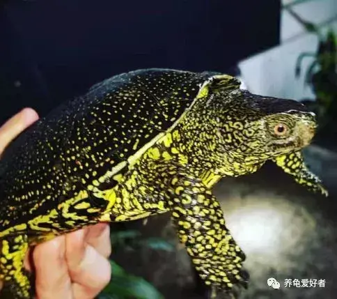 家庭养龟怎么养 ，家庭养龟注意事项有哪些呢？