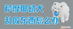 萨摩耶幼犬乱咬东西怎么办，萨摩耶乱咬人怎么办