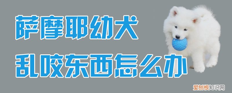 萨摩耶幼犬乱咬东西怎么办，萨摩耶乱咬人怎么办