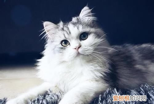 猫想出门一直叫怎么办，猫想出门玩,一直叫不停怎么办