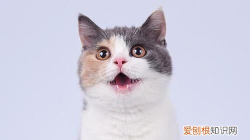猫想出门一直叫怎么办，猫想出门玩,一直叫不停怎么办