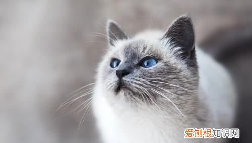 猫想出门一直叫怎么办，猫想出门玩,一直叫不停怎么办