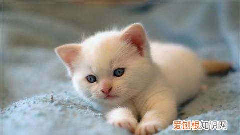 猫想出门一直叫怎么办，猫想出门玩,一直叫不停怎么办