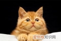 猫想出门一直叫怎么办，猫想出门玩,一直叫不停怎么办