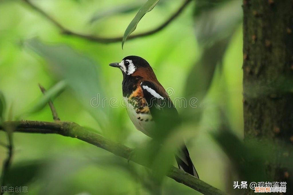 生画眉鸟怎么养熟得快，想要快速养熟画眉鸟有哪些办法呢？