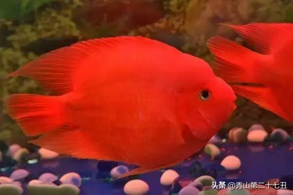 世界上最漂亮的观赏鱼 ，世界上最好看的鱼是什么品种？
