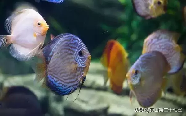 世界上最漂亮的观赏鱼 ，世界上最好看的鱼是什么品种？