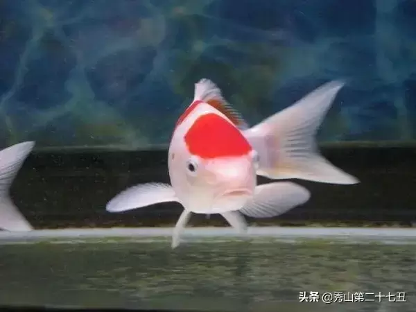 世界上最漂亮的观赏鱼 ，世界上最好看的鱼是什么品种？