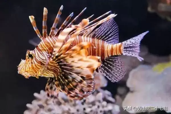 世界上最漂亮的观赏鱼 ，世界上最好看的鱼是什么品种？