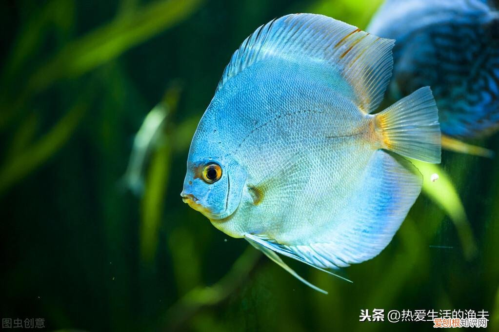 七彩神仙鱼喂什么食物 ，七彩神仙鱼喂什么食物不容易生病？