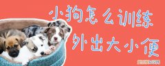 小狗怎么训练外出大小便，小狗怎么训练才能知道去外面大小便