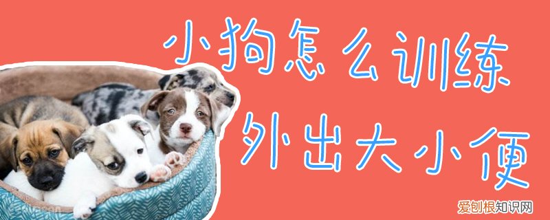 小狗怎么训练外出大小便，小狗怎么训练才能知道去外面大小便