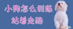 小狗怎么训练站着走路，小狗怎么训练站着走路视频