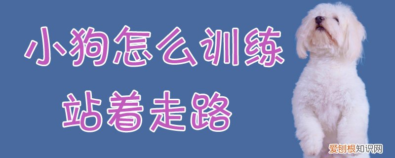 小狗怎么训练站着走路，小狗怎么训练站着走路视频