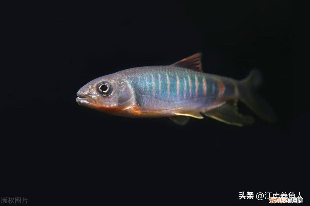 养鱼的技巧 ，怎样养鱼好？