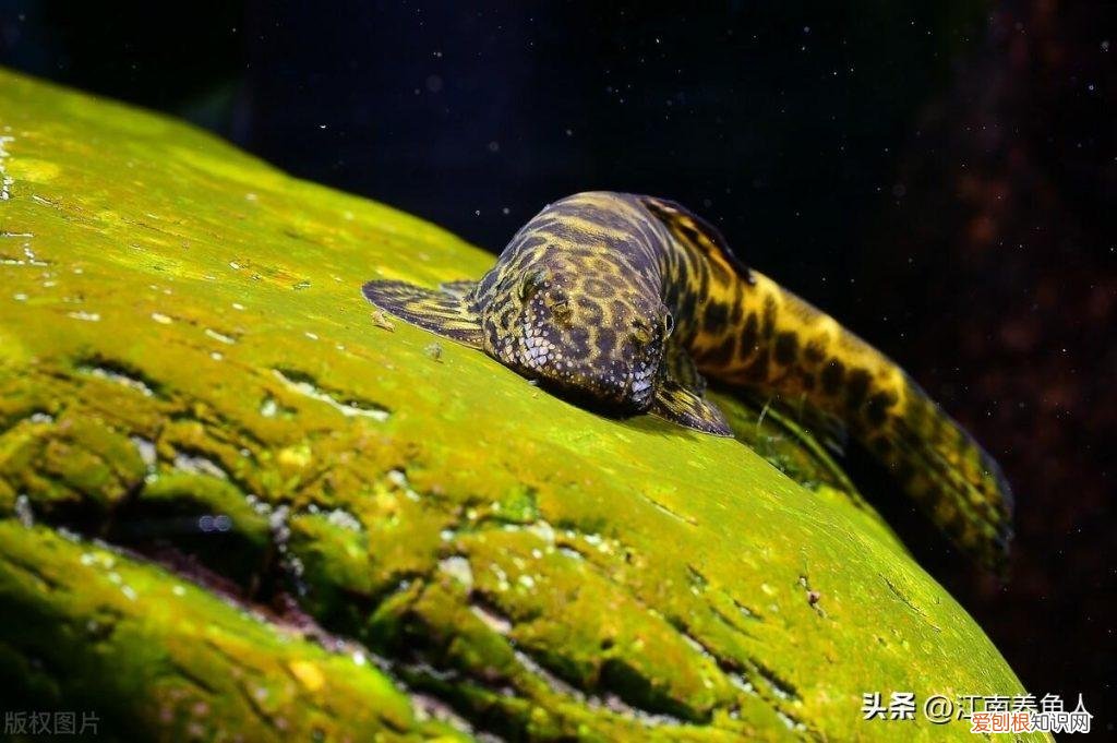 养鱼的技巧 ，怎样养鱼好？