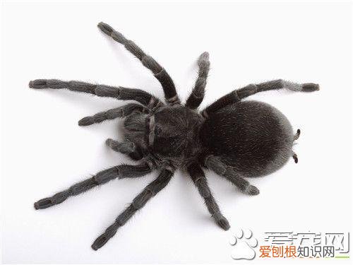 养蜘蛛好玩吗女生 ，养蜘蛛危险吗？